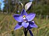 Thelymitra X truncata - Hybrid Sun Orchid (Ixioides X Pauviflora).jpg